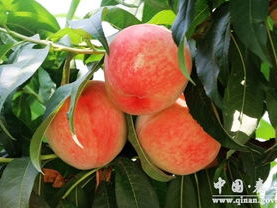 97ai蜜桃.com,揭秘甜蜜果实的魅力之旅